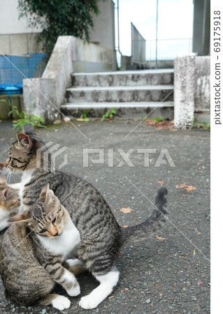 Stray cat kittens at a large athletic meet with all the family members 69175918