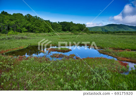 青森縣八甲田山田代平濕地濕地 69175920