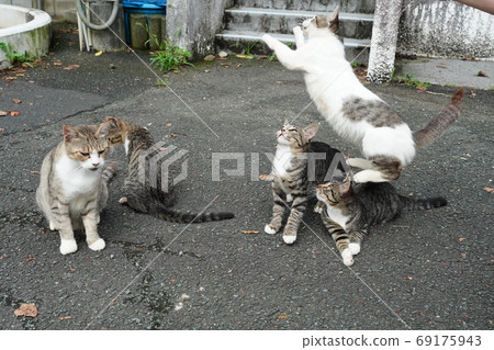Stray cat kittens at a large athletic meet with all the family members Stray cat kittens at a large athletic meet with all the family members 69175943