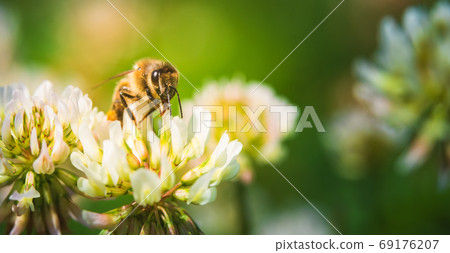 Close up of honey bee on the clover flower in the 69176207