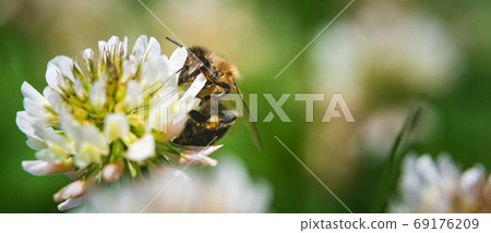 Close up of honey bee on the clover flower in the 69176209