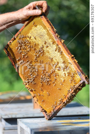 Honey bees on a hive cluster 69176307