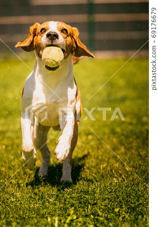 are beagles fast