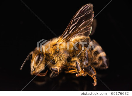 Closeup of dead honey bee on black background. 69176682