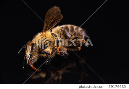 Closeup of dead honey bee on black background. Closeup of dead honey bee on black background. 69176683