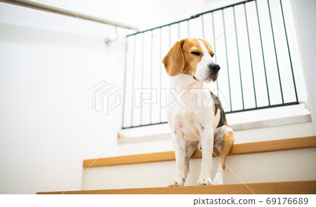 Sad beagle dog sitting on stairs, Way to bedroom 69176689