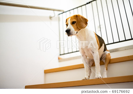 Sad beagle dog sitting on stairs, Way to bedroom Sad beagle dog sitting on stairs, Way to bedroom 69176692