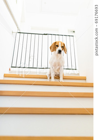 Sad beagle dog sitting on stairs, Way to bedroom Sad beagle dog sitting on stairs, Way to bedroom 69176693