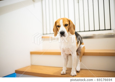 Sad beagle dog sitting on stairs, Way to bedroom Sad beagle dog sitting on stairs, Way to bedroom 69176694
