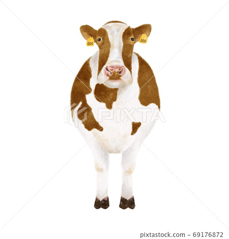 Front-facing cow with a tag on its ears, watercolor style illustration 69176872