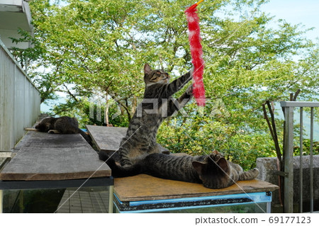 流浪猫小猫兄弟在水族馆里度过轻松的时光 图库照片