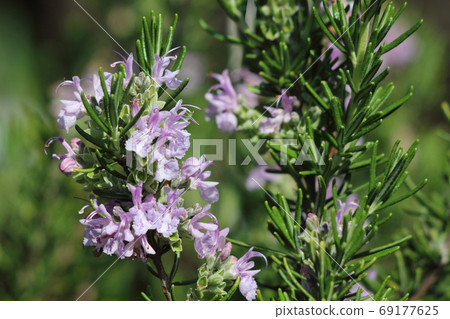Rosemary mallorca pink 69177625
