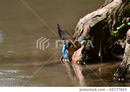 A dive of a kingfisher A dive of a kingfisher 69177665
