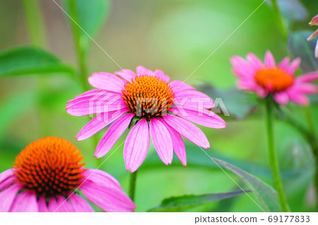 紫錐花，用作草藥的花 69177833