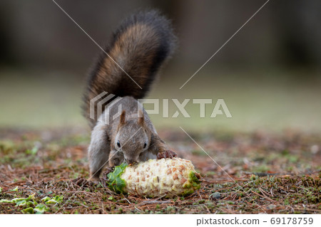 吃韓國堅果的埃佐里斯（Ezoris） 69178759