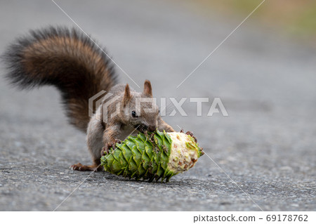 吃韓國堅果的埃佐里斯（Ezoris） 69178762