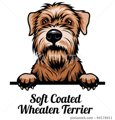 Head Soft Coated Wheaten - dog breed. Color image of a dogs head isolated on a white background Head Soft Coated Wheaten - dog breed. Color image of a dogs head isolated on a white background 69178911