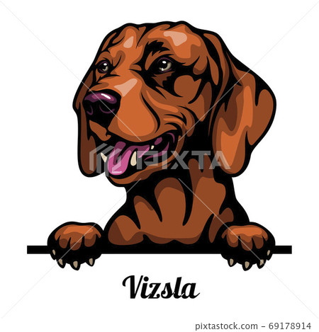 Head Vizsla - dog breed. Color image of a dogs head isolated on a white background Head Vizsla - dog breed. Color image of a dogs head isolated on a white background 69178914