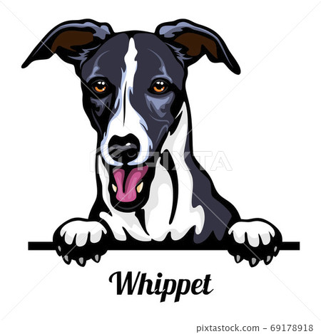 Head Whippet - dog breed. Color image of a dogs head isolated on a white background 69178918