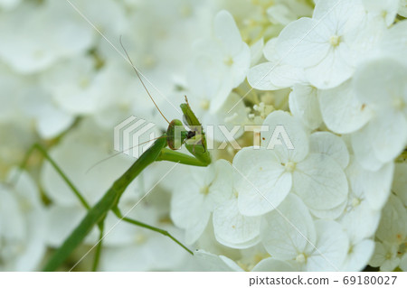 螳螂捕食 69180027