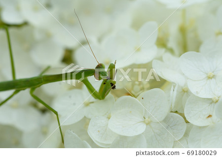 螳螂捕食 69180029