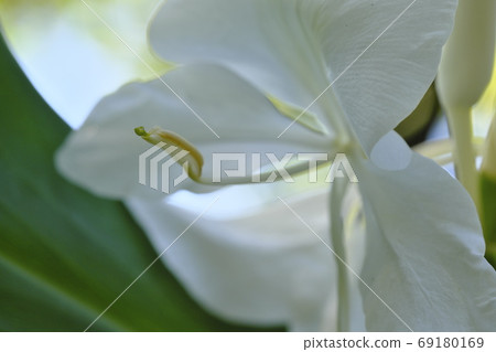 薑花 69180169