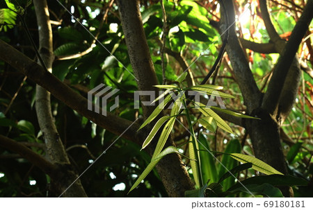 young mango leaf growth from trunk in garden young mango leaf growth from trunk in garden 69180181