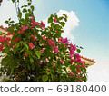 Bougainvillea against the blue sky 69180400