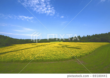 Sunflower field at a school in Nango, Aomori Prefecture Sunflower field at a school in Nango, Aomori Prefecture 69180441