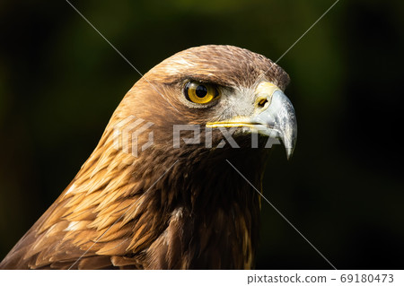 Majestic golden eagle looking in nature in close-up. 69180473