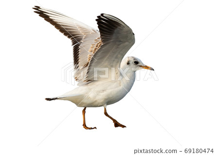 Black-headed gull landing isolated on white background. 69180474