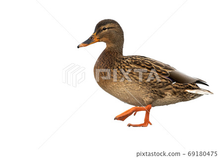 Mallard female walking isolated on white background. 69180475