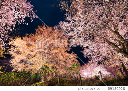 吉野山志摩千本夜櫻花照亮春天(奈良縣吉野區吉野町)2020年4月 吉野山志摩千本夜櫻花照亮春天(奈良縣吉野區吉野町)2020年4月 69180928