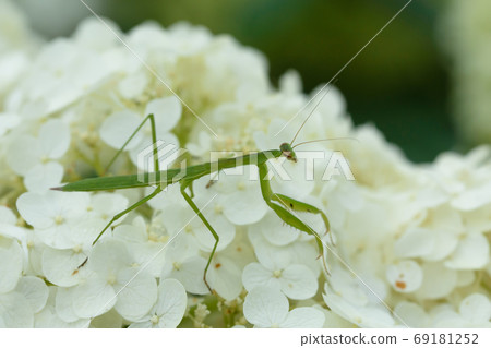 Mantis and hydrangea Mantis and hydrangea 69181252