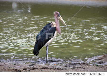 A Marabou Stork, Leptoptilos crumeniferus , bird near a swamp A Marabou Stork, Leptoptilos crumeniferus , bird near a swamp 69181618