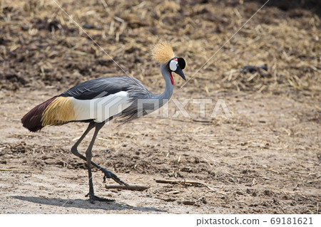 A beautiful gray crowned crane walks the ground in a zoo on a sunny day. 69181621