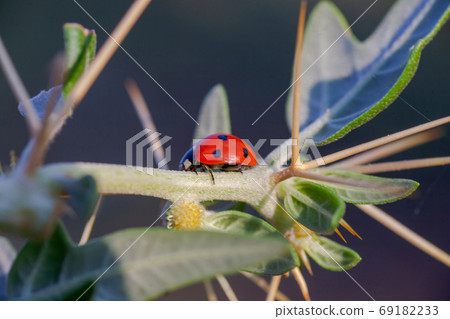 Lady Bug in Cactus Thorns Lady Bug in Cactus Thorns 69182233