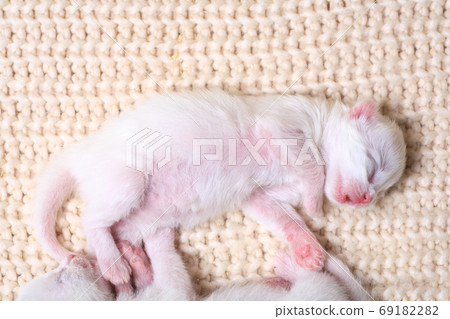 Very little kitten on the hand Very little kitten on the hand 69182282