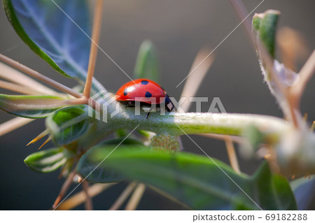 Lady Bug in Cactus Thorns Lady Bug in Cactus Thorns 69182288