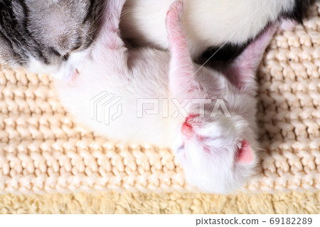 Very little kitten on the hand Very little kitten on the hand 69182289