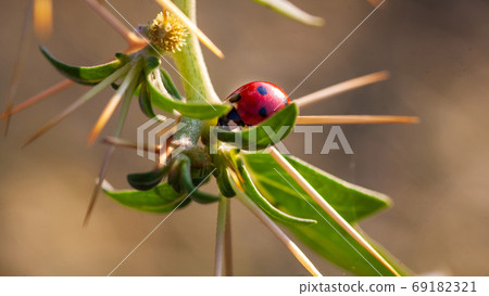 Lady Bug in Cactus Thorns Lady Bug in Cactus Thorns 69182321