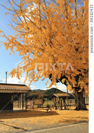 Large Ginkgo in front of Hojo Railway/Abiki Station 69182415