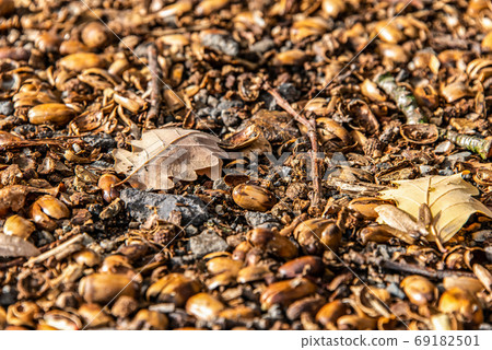brown acorns on autumn leaves fall season background close up brown acorns on autumn leaves fall season background close up 69182501