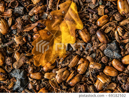 brown acorns on autumn leaves fall season background close up brown acorns on autumn leaves fall season background close up 69182502