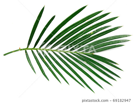 Palm leaves Palm leaves 69182947
