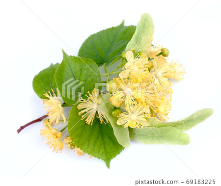 Linden plant 69183225