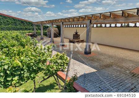 Winery grape garden closeup outdoor. Winery grape garden closeup outdoor. 69184510