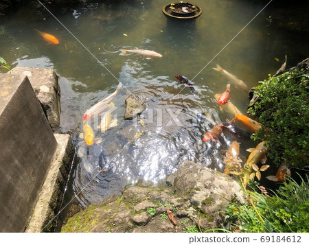 〜漂亮的池塘〜當我打電話給我時,一條鯉魚來了♪ 〜漂亮的池塘〜當我打電話給我時,一條鯉魚來了♪ 69184612