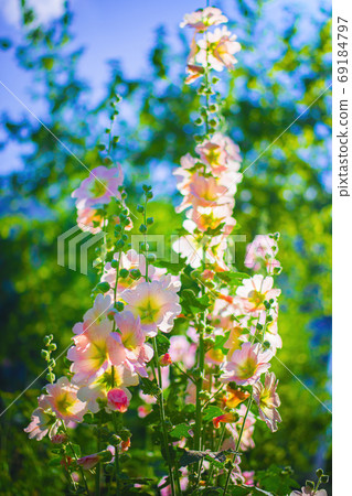 Bright crimson mallow flowers on a blurred 69184797