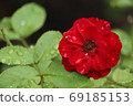 Red flower	 69185153